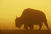 Bison (Bison bison) in mist at sunrise. Yellowstone National Park, USA.