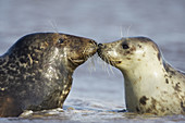 Grey Seal (Grypus halichoerus) male &amp;amp; female nose to nose. North Lincolnshire, UK. November 2005.