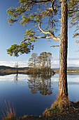 Loch Mallachie & Scots pines (Pinus sylvestris) Abernethy Forest RSPB Reserve, Strathspey, Scotland. November 2005.