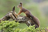 Red Squirrel (Sciurus vulgaris) stood on log in forest. Norway. September 2005.