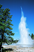 Geiser erupting. Yellowstone National Park. Wyoming. USA