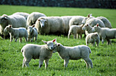 Scotch half breed sheep, young lambs. UK
