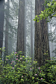 Pacific Rhododendrons (Rhododendron macrophyllum) and Redwoods (Sequoia sempervirens) in fog. Redwood National Park. California. USA