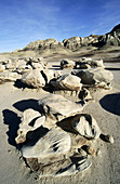 Geological formations. Bisti Badlands Wilderness Area. New Mexico. USA