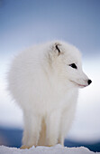 Arctic Fox in winter snow (controlled / captive animal), Alopex lagopus, Vermont, USA