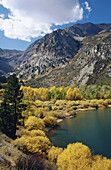 Parker Lake bordered by willows (Salix sp.) and aspens (Populus tremuloides) with Mount Lewis on background