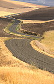 Road through ripe wheat and freshly plowed fields. Palouse. Whitman County. Washington, USA