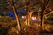 0509507 Pine trunks w/ uplighting above bed of heather covered in holiday lights, dusk [Pinus sp.]. VanDusen, Vancouver, BC.