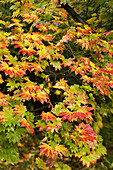 Fullmoon Maple foliage, autumn [Acer japonicum]. Vancouver, UBC Botanical Garden, BC.