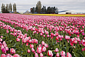 Pink Impression Tulips in farm field (Tulipa Pink Impression ). Tulip Town, Mt. Vernon, WA.