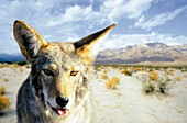 Coyote, Baja California desert, digital composite