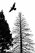 Silhouette of crow flying above two trees, one with leaves and one bare