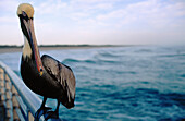 Perched pelican. Sebastian Inlet. Florida. USA.
