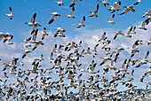 Snow Geese (Chen caerulescens) flighting. New Mexico. USA