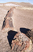 Large section of petrified trees. Petrified Forest NP. Arizona. USA