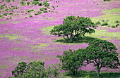 Purple vetch. Spring wildflower hillside. Ashland. Oregon. USA.