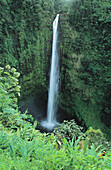 Akaka Falls State Park. Hawaii. USA