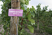 Karma Vista Vineyards and Winery, sign, Cabernet Suvignon, grapes. Coloma. Michigan. USA.