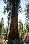 Yosemite National Park. California. USA.