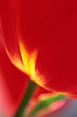 Tulip detail.