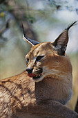 Caracal (Felis caracal). Namibia