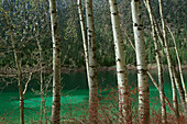 Aspens in British Columbia. Canada