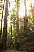 Sun light in the redwoods, Montgomery Woods State Reserve