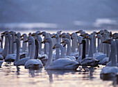 Whooper Swans (Cygnus cygnus) at lake. Hokkaido. Japan