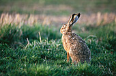 Brown Hare (Lepus europaeus). Sweden