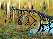 Olf fallen Pine trunk. Sweden