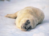 New-born Grey Seal pup (Halichoerus grypus). Västerbotten. Sweden