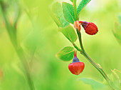 Bilberries (Vaccinium myrtillus). Lapland. Sweden