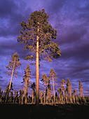 Scots Pines (Pinus sylvestris) in evening light. Västerbotten. Sweden