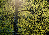 Birch (Betula pendula) in direct light. Omne. Ångermanland. Sweden