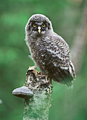 Great Gray Owl (Strix nebulosa). Västerbotten. Sweden