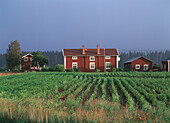 Potato fields and houses. Västerbotten. Sweden