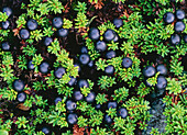 Crowberries (Empetrum sp.). Sweden