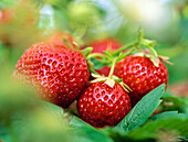 Strawberries (Fragaria x ananassa)