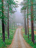 Misty forest in Vasterbotten. Sweden
