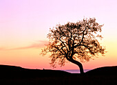 Lonely tree in the evening. Havang. Skane. Sweden