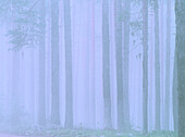 Misty forest. Vasterbotten . Sweden