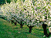Apple trees in Skane. Sweden