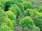 Beech forest in the spring from above. Skane. Sweden