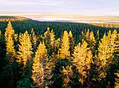 Spruce and pine forest. Vasterbotten. Sweden