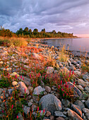 Purple Loosestrife (Lythrum salicaria) in Norrbyskar. Västerbotten. Sweden