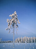 Hoar-frosted Scots Pine (Pinus sylvestris) in blue, morning light. Gammelboliden. Västerbotten. Sweden