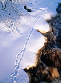 Otter tracks behind Bure river, a cold winterday. Burea. Västerbotten. Sweden