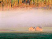 Barns on a field in a mysty summer morning. Vasterbotten. Sweden
