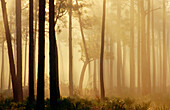 A misty morning in the slash pine (Pinus ellioti) forest. Highlands Hammock. Florida. USA