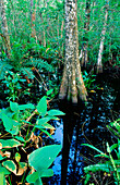 Interior from the bald cypress (Taxodium distichum) forest. Corkscrew Swamp. Florida. USA